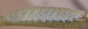 Larvae